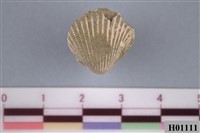 藏品(彫魁蛤化石)的圖片